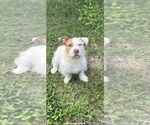 Small American Staffordshire Terrier Mix