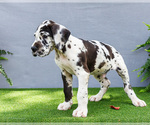Small Photo #15 Great Dane Puppy For Sale in WAKARUSA, IN, USA