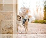 Small Photo #10 Labrador Retriever-Siberian Husky Mix Puppy For Sale in Boise, ID, USA