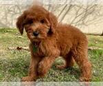 Small Photo #1 Goldendoodle-Poodle (Standard) Mix Puppy For Sale in ROSEMEAD, CA, USA