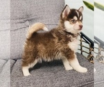 Small Photo #14 Pomsky Puppy For Sale in CINCINNATI, OH, USA