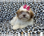 Small Photo #1 Zuchon Puppy For Sale in LAKELAND, FL, USA