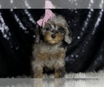 Small #4 Poodle (Miniature)