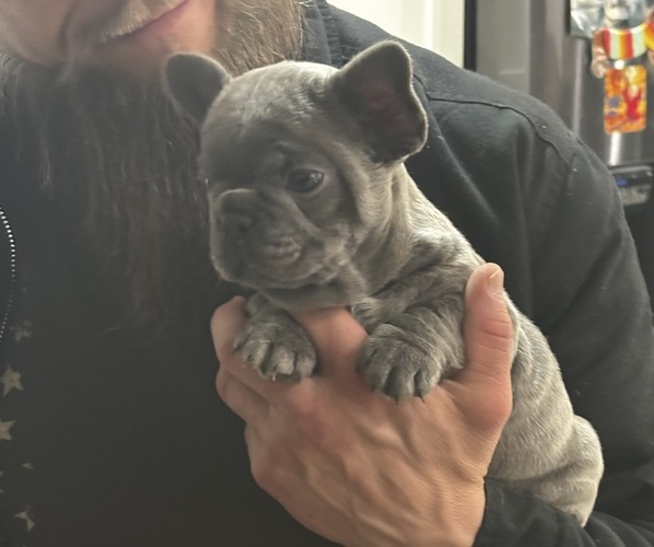 Medium Photo #1 French Bulldog Puppy For Sale in MARIETTA, GA, USA