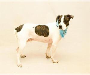 Dalmatian-Unknown Mix Dogs for adoption in Sanford, FL, USA