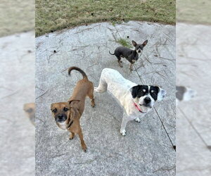 Bunny Athens - Female Beagle-Unknown Mix Dog for Adoption - Photo #2