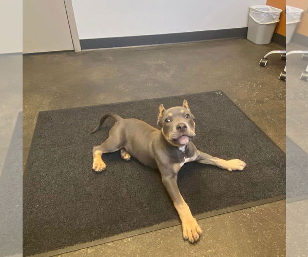 Medium Photo #5 American Pit Bull Terrier Puppy For Sale in Belleville, MI, USA