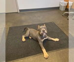 Small #4 American Pit Bull Terrier
