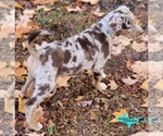 Image preview for Ad Listing. Nickname: Penny