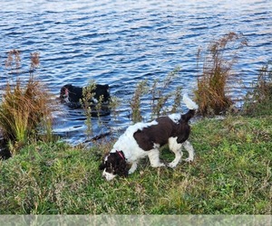 Mother of the English Springer Spaniel puppies born on 04/30/2023