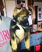 Small Photo #9 German Shepherd Dog Puppy For Sale in BIRMINGHAM, PA, USA