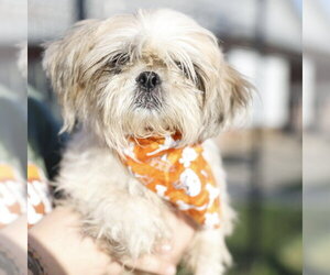 Shih Tzu Dogs for adoption in San Antonio, TX, USA