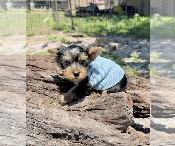 Medium Photo #11 Yorkshire Terrier Puppy For Sale in CASSVILLE, MO, USA
