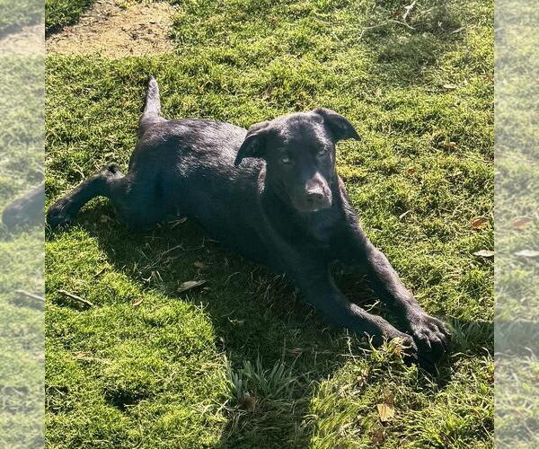 Medium Photo #3 Labrador Retriever-Unknown Mix Puppy For Sale in San Diego, CA, USA