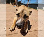 Small #4 Mountain Cur