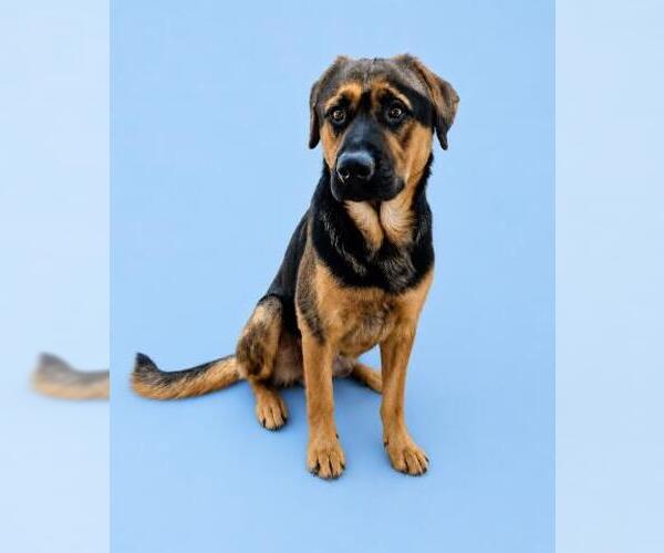 Medium Photo #2 German Shepherd Dog-Unknown Mix Puppy For Sale in HESPERIA, CA, USA