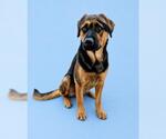 Small #1 German Shepherd Dog Mix