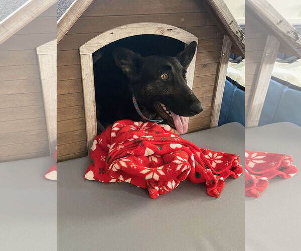 Medium Photo #4 German Shepherd Dog Puppy For Sale in Cliffwood, NJ, USA