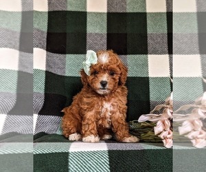 Cavapoo Puppy for sale in NEW PROVIDENCE, PA, USA