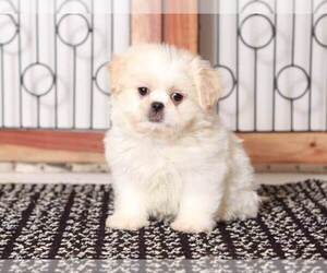 Zuchon Puppy for Sale in NAPLES, Florida USA
