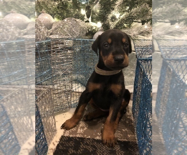 Medium Photo #3 Doberman Pinscher Puppy For Sale in EDGEWOOD, NM, USA
