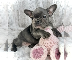 French Bulldog Puppy for sale in COLORADO SPRINGS, CO, USA