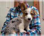Small Photo #5 Pembroke Welsh Corgi Puppy For Sale in HARTWELL, GA, USA