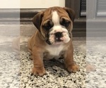 Small Photo #9 Bulldog Puppy For Sale in BOWLING GREEN, KY, USA
