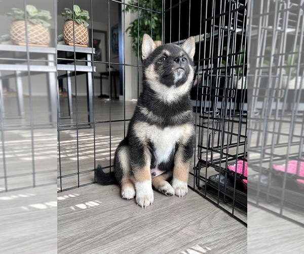 Medium Photo #9 Shiba Inu Puppy For Sale in DENVER, CO, USA