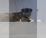 Small Akita