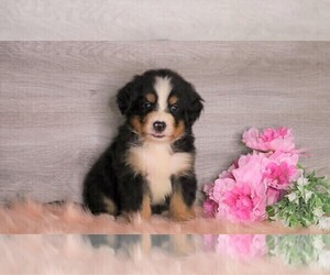 Bernese Mountain Dog Puppy for sale in FREDERICKSBG, OH, USA