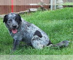 Small #2 Australian Shepherd Mix