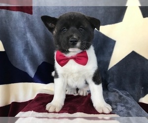 Akita Puppy for sale in NARVON, PA, USA