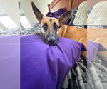 Small #1 German Shepherd Dog Mix