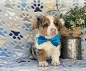 Pembroke Welsh Corgi Puppy for sale in LANCASTER, PA, USA