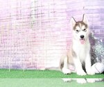 Small Photo #4 Alaskan Malamute Puppy For Sale in BEL AIR, MD, USA