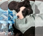 Small Photo #15 Aussiedoodle Miniature  Puppy For Sale in GOSHEN, OH, USA