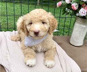 Goldendoodle (Miniature) Puppy for sale in ZIRCONIA, NC, USA
