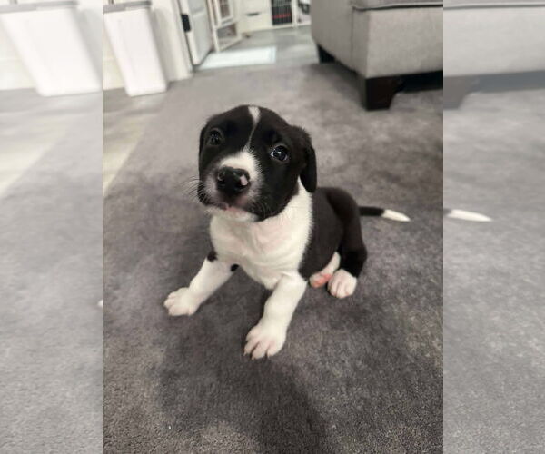 Medium Photo #1 Labrador Retriever Puppy For Sale in The Woodlands, TX, USA