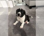 Small Labrador Retriever