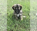 Puppy 4 ShihPoo