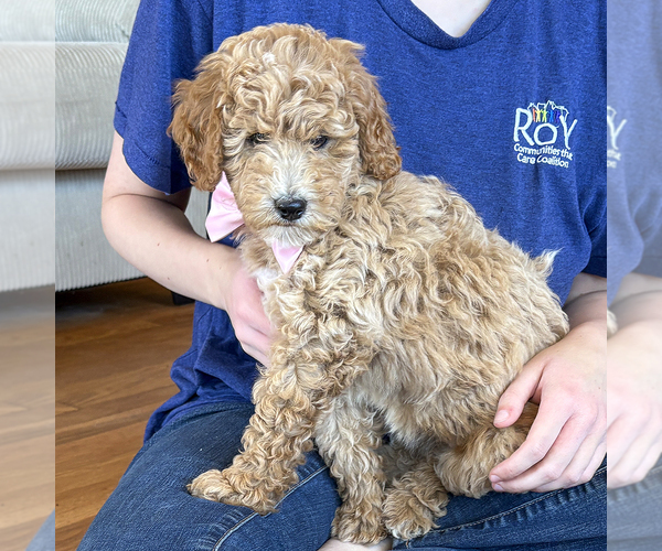 Medium Photo #4 Goldendoodle (Miniature) Puppy For Sale in ROY, UT, USA