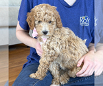 Small #3 Goldendoodle (Miniature)