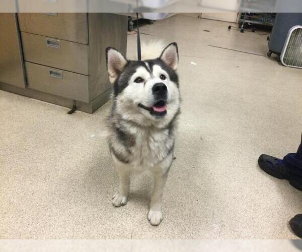 Medium Photo #1 Siberian Husky Puppy For Sale in Riverside, CA, USA