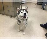 Small Siberian Husky