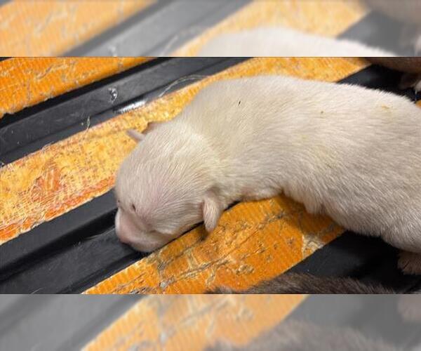 Medium Photo #1 Siberian Husky Puppy For Sale in Houston, TX, USA