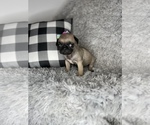 Small #3 Pug