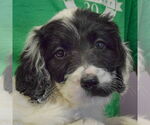Small #4 Spaniel Mix