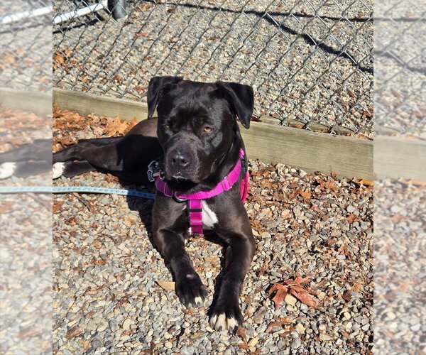 Medium Photo #2 American Staffordshire Terrier-Labrador Retriever Mix Puppy For Sale in Sayreville, NJ, NJ, USA