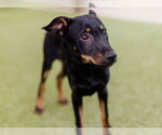 Small #3 Mutt